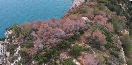 Catalunya duplica en un año la superficie de bosques afectados por la sequía