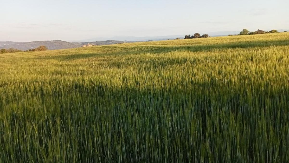 El tesoro natural de la meseta de Calaf