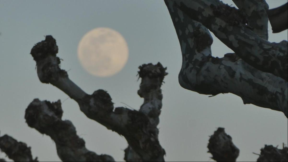 Todas las caras de la luna llena del gusano