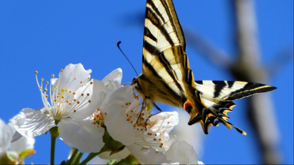 El néctar de la primavera en Cardona
