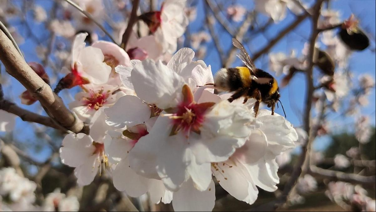 El festín de los insectos en los almendros