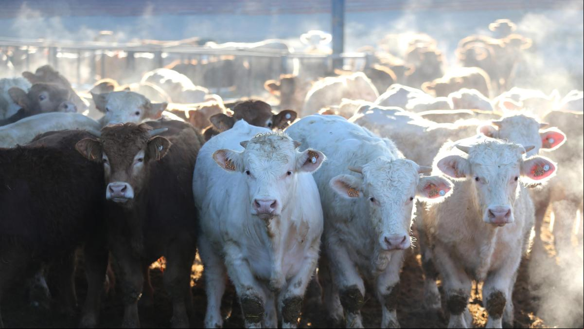 Metano de vacas, vertederos y fugas calientan sin control la atmósfera en España