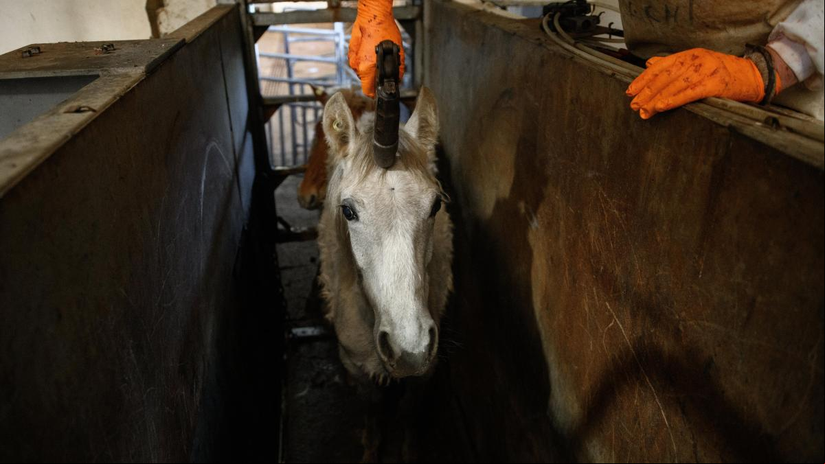 Igualdad Animal lanza una campaña con imágenes inéditas de un matadero de caballos