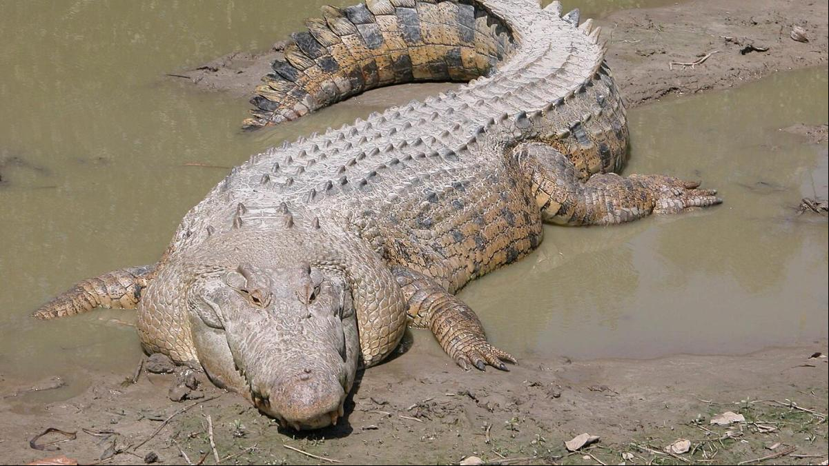 La batalla de la isla de Ramree, ¿soldados japoneses masacrados por cocodrilos?