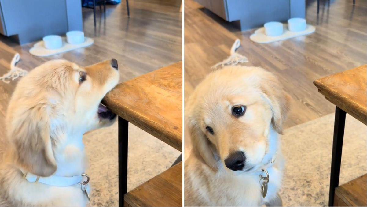 La hilarante contestación de un cachorro de golden retriever cuando le regañan: “No echo de menos esta fase de los perros”