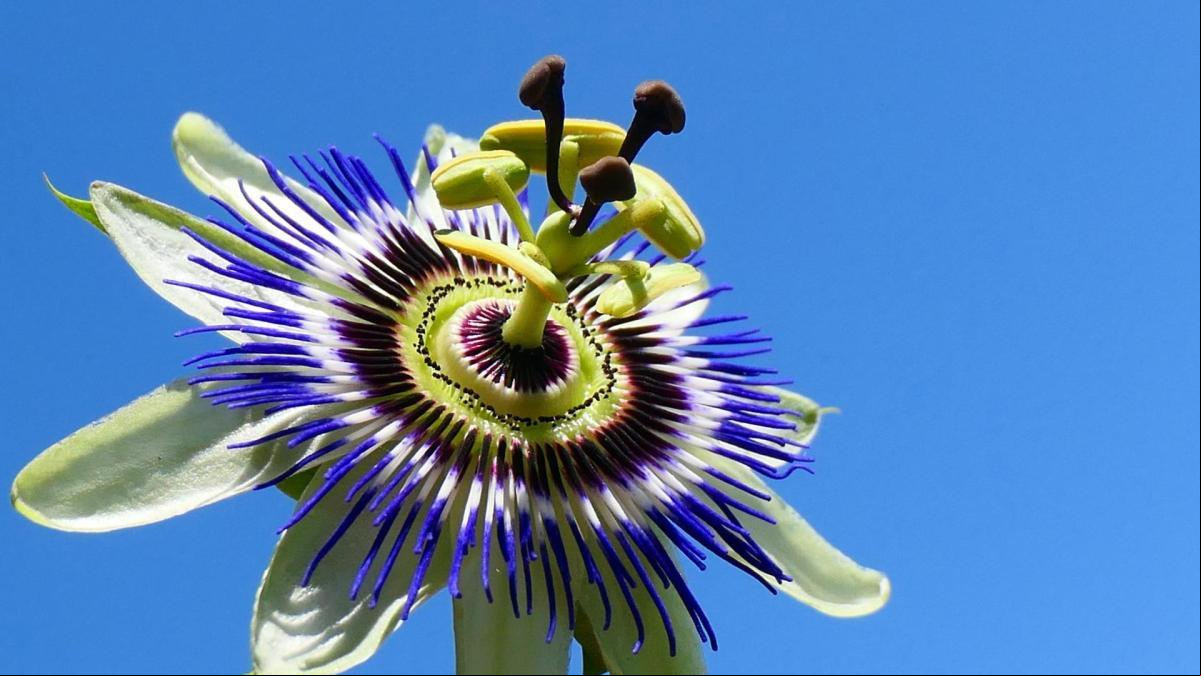 Pasiflora, la flor de la Pasión de Cristo