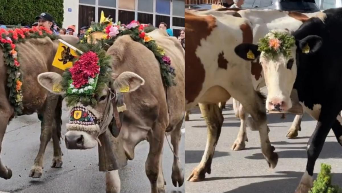 El increíble desfile de vacas engalanadas con flores en Suiza para la llegada del invierno: “Me ha hecho llorar”