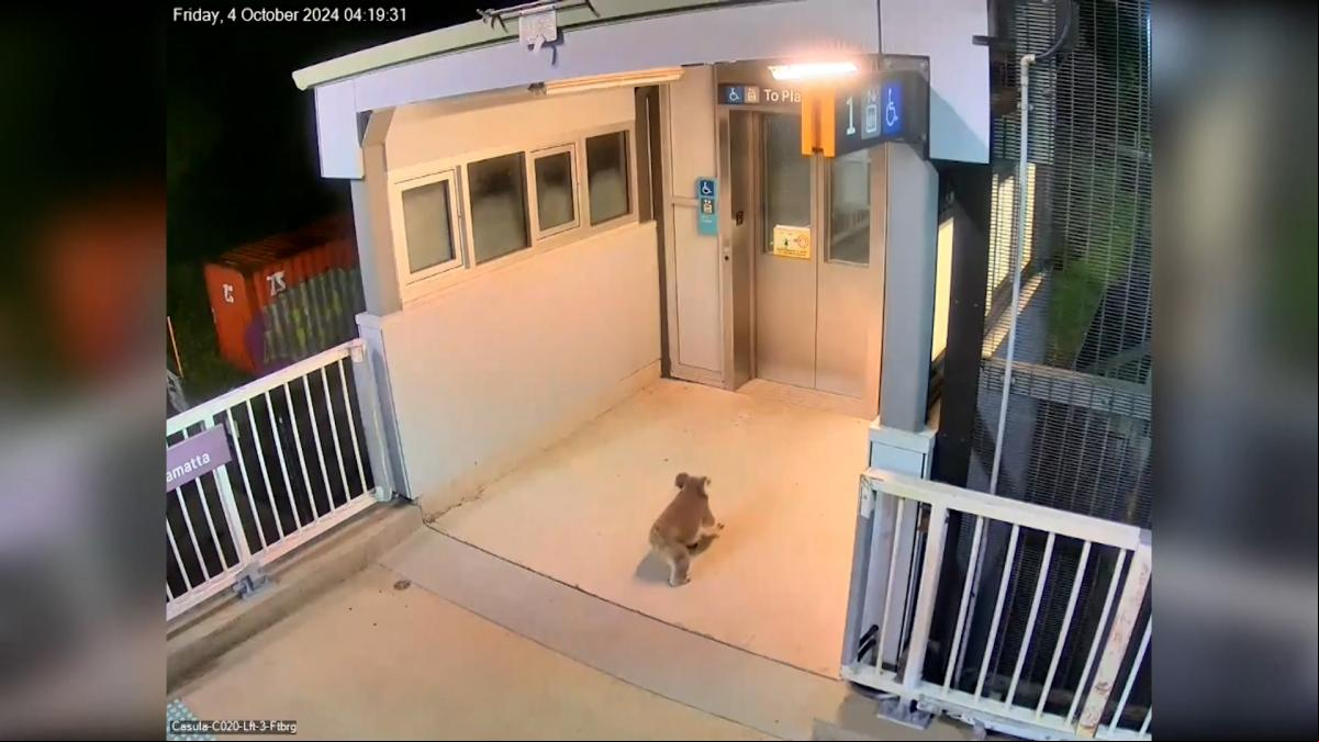 Un koala interrumpe el sistema ferroviario de Sídney tras colarse en una estación