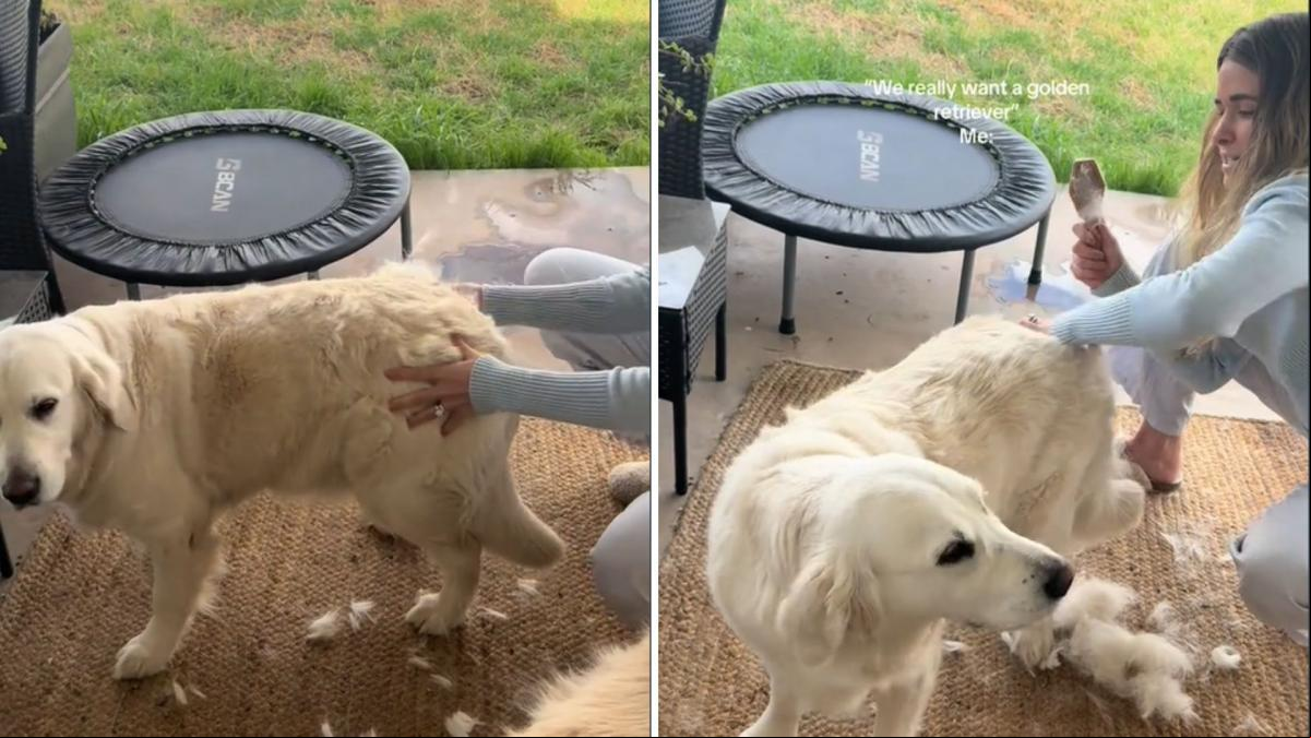 El hilarante vídeo que muestra las consecuencias de tener un golden retriever que suelta mucho pelo: “He sentido la alergia hasta aquí”