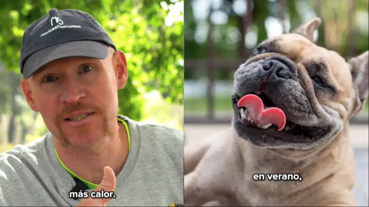 Alan Peiró, adiestrador canino: “Si mojas el lomo de tu perro en verano, podrías estar haciendo que pase aún más calor”