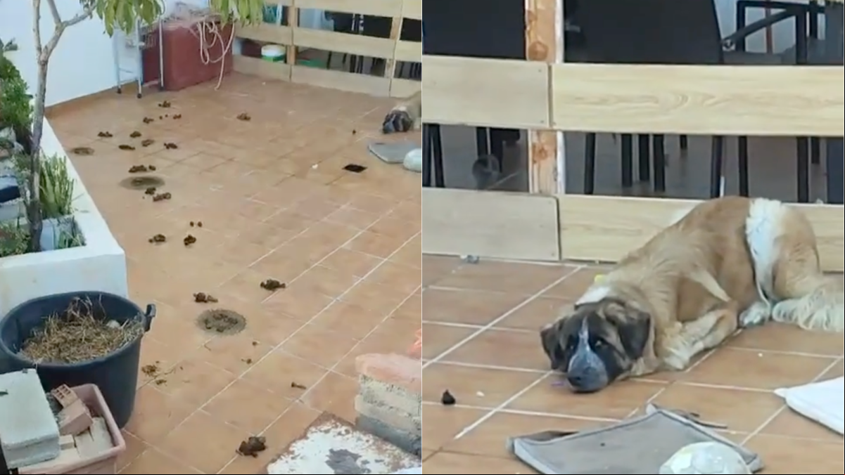 Pide ayuda para rescatar al perro de su vecino, abandonado en una terraza en condiciones lamentables: “No sé qué hacer”