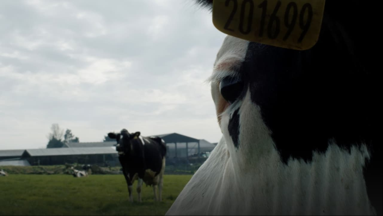Vaca (Cow)