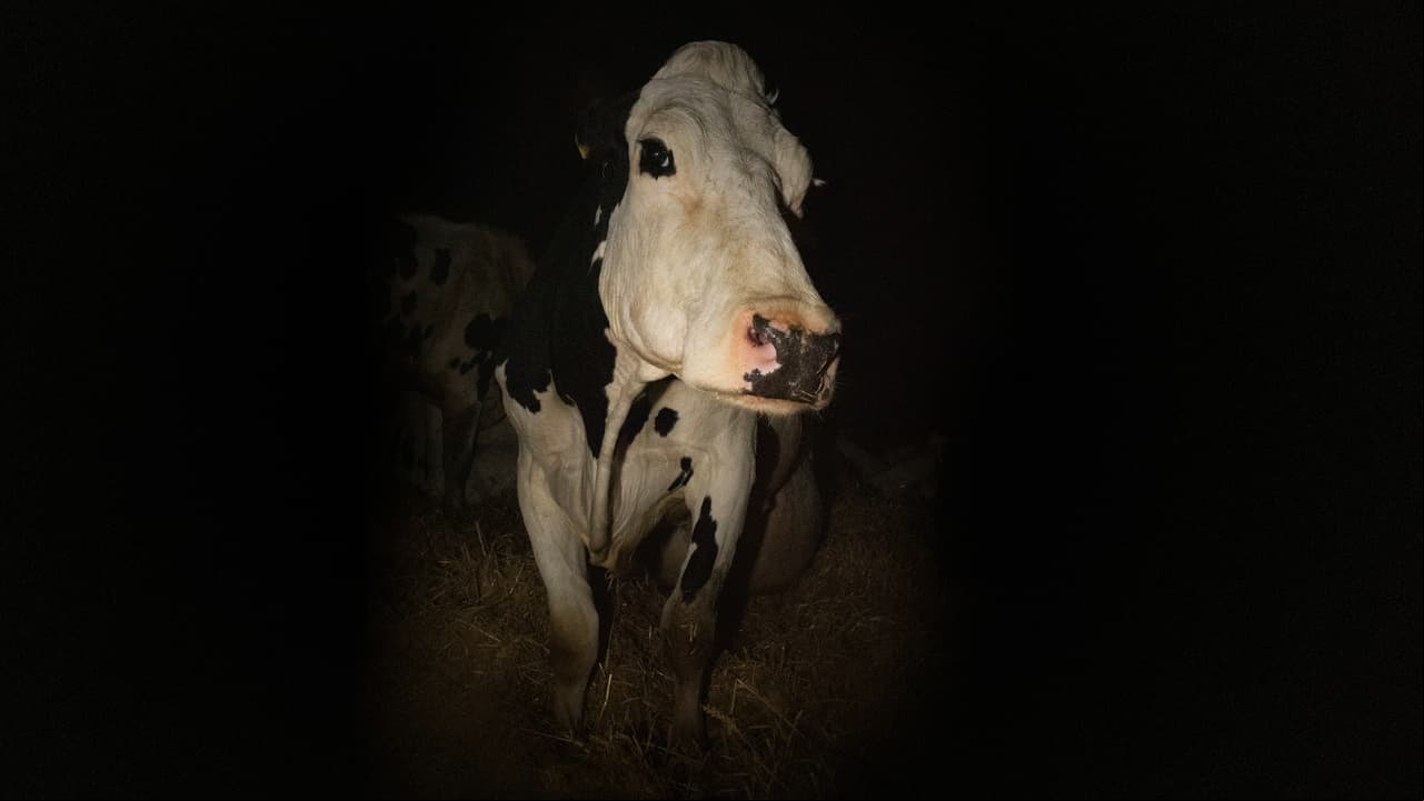 Vaca (Cow)