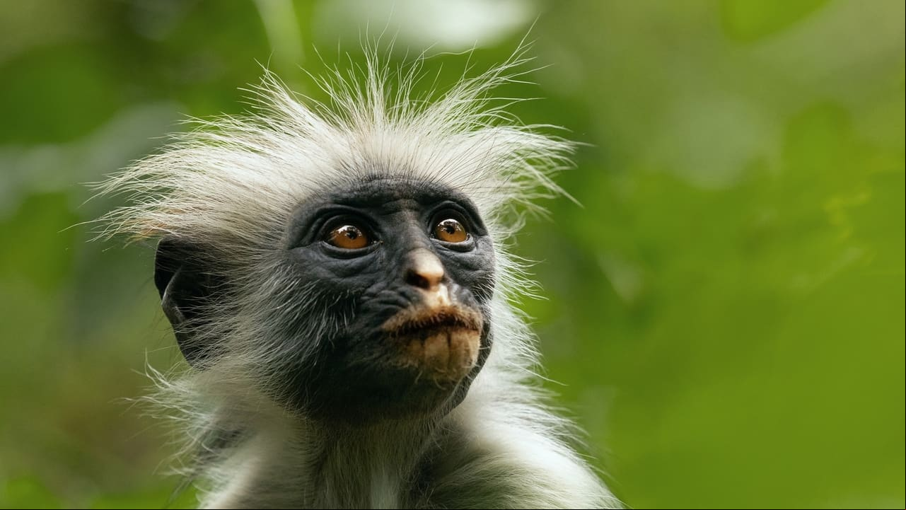 La vida secreta de los animales