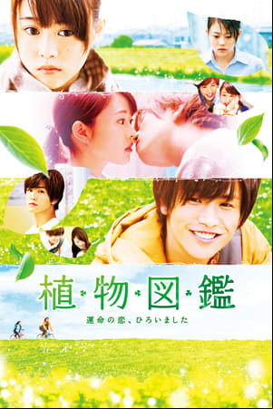 Evergreen Love Evergreen Love