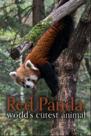 Red Panda: Worlds Cutest Animal Red Panda: Worlds Cutest Animal