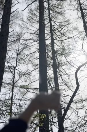 echo echo