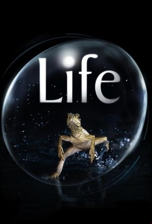 Life Life