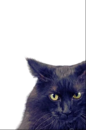 Gato Bruce: Original