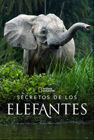 Los secretos de los elefantes