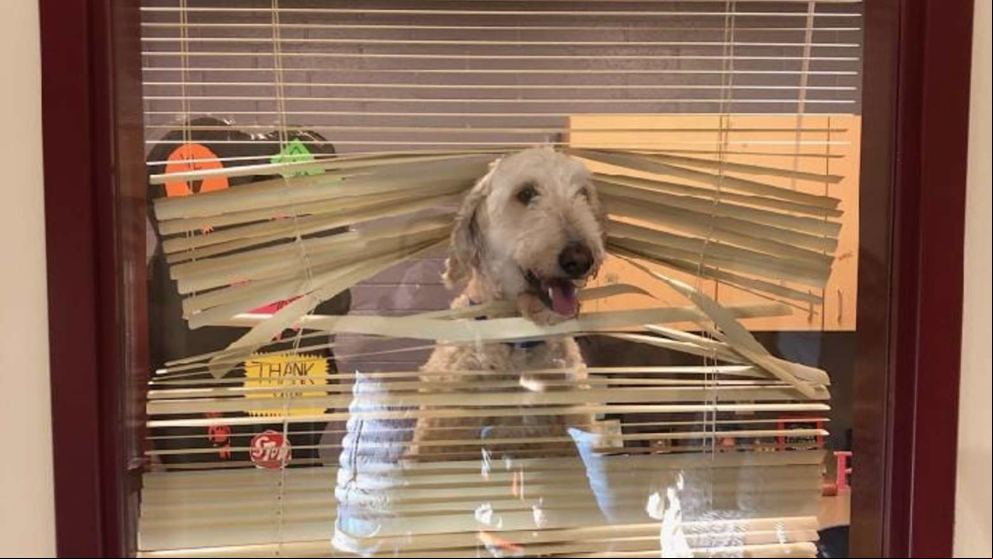 Un perro se cuela dentro de una escuela y acaba en el despacho del director